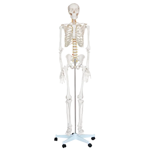 Esqueleto - Induslab