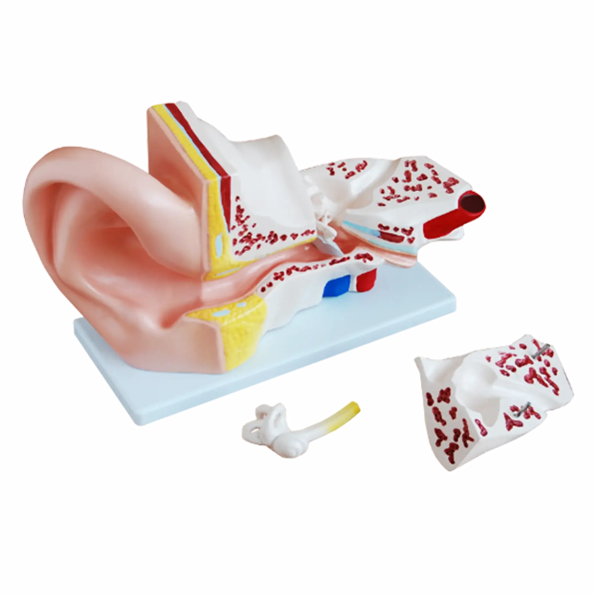 Modelo anatómico de oído gigante - 4 partes. Equipos Médicos