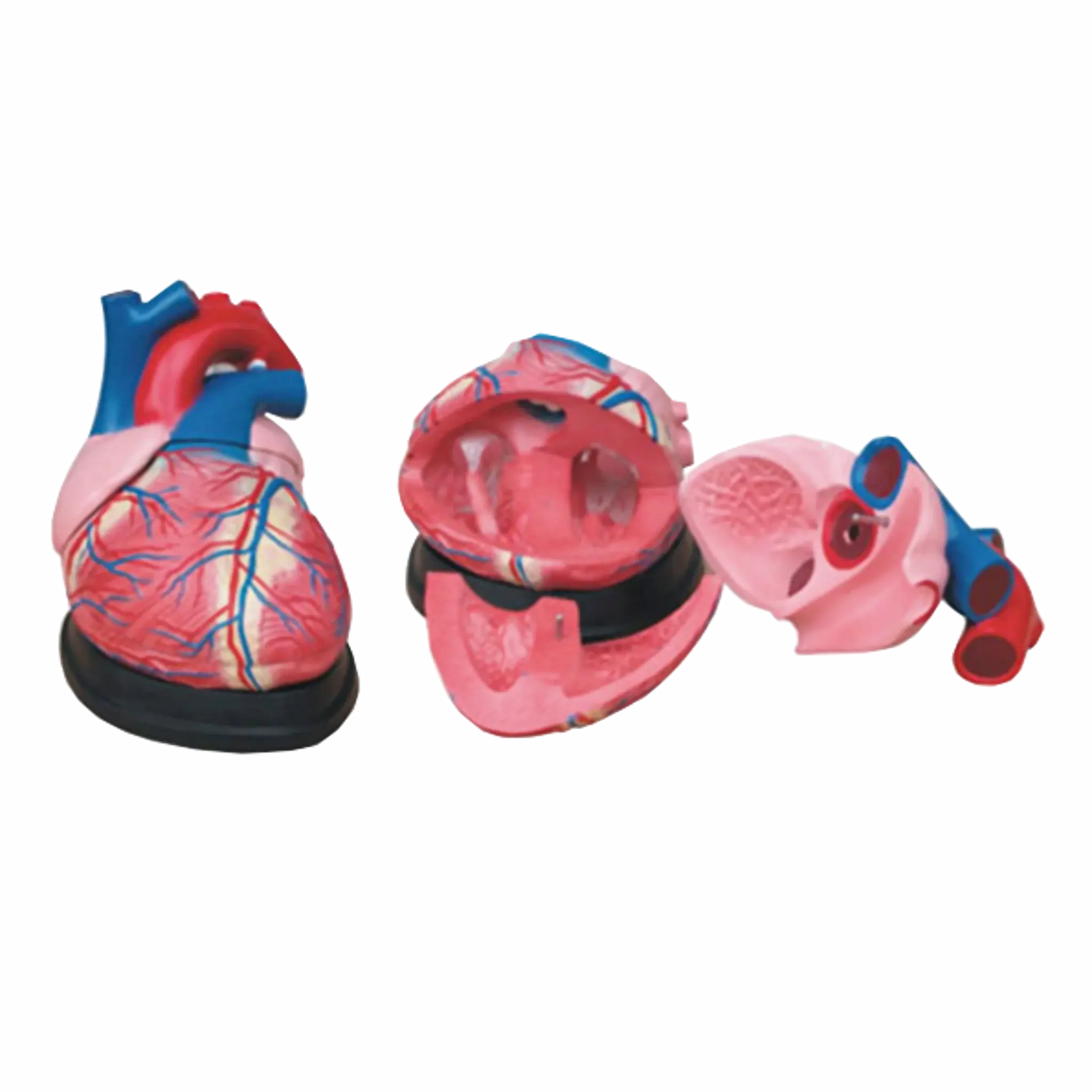 Modelo anatómico de corazón - 3 partes. Equipos Médicos