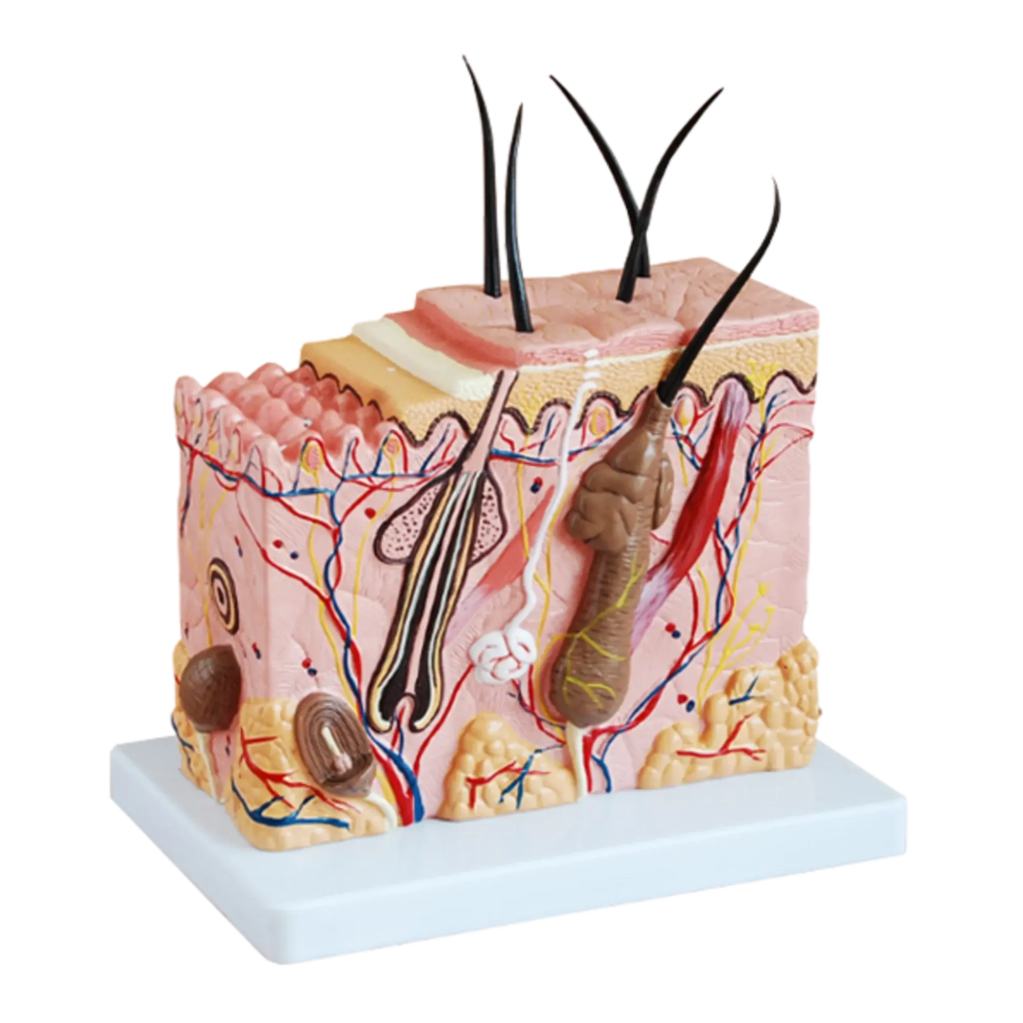 Modelo anatómico de sección de piel. Equipos Médicos