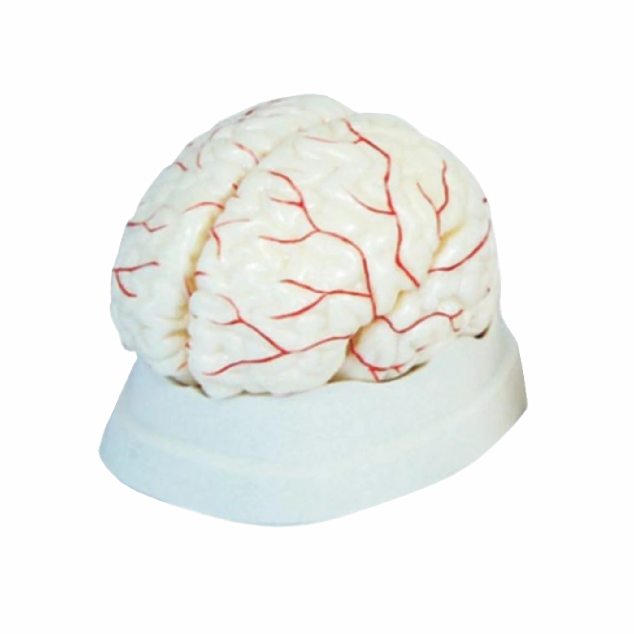 Modelo anatómico de cerebro con arterias - 8 partes . Equipos Médicos