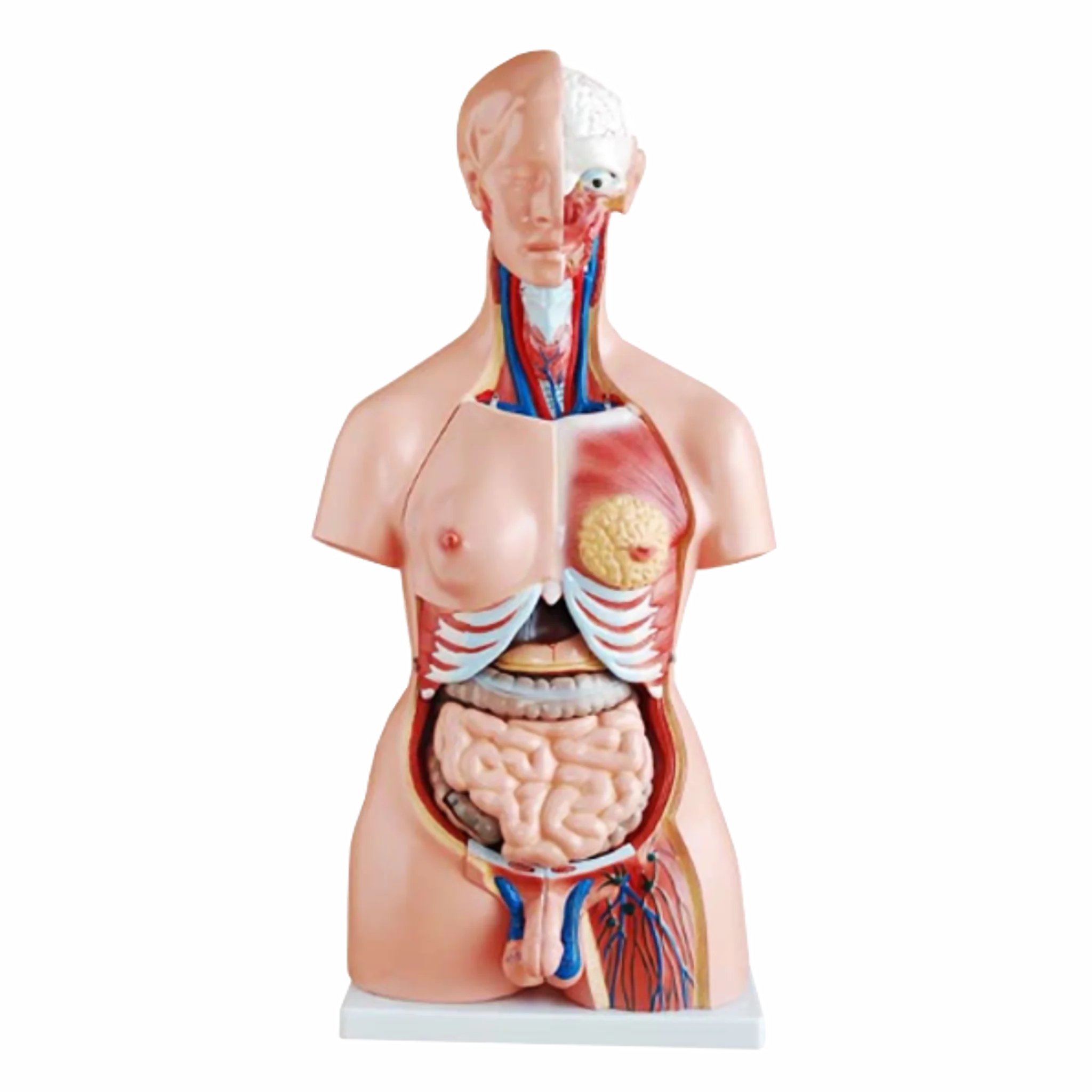 Torso anatómico 23 piezas - 45cms. altura. Equipos Médicos