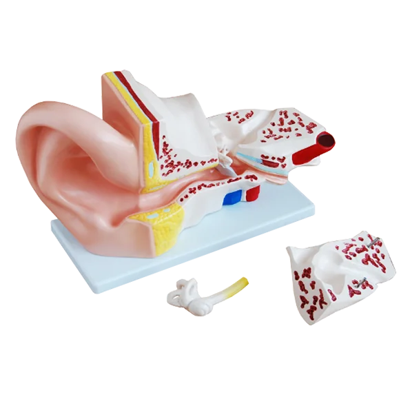 Modelo Oído gigante - 4 partes - Induslab